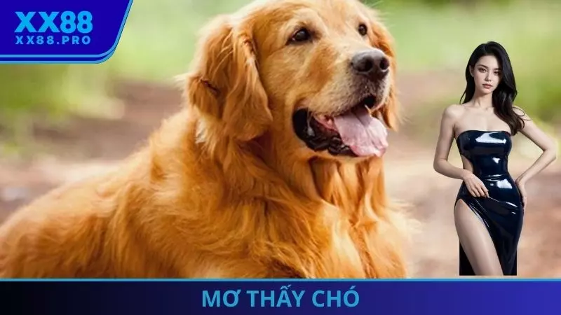mơ thấy chó
